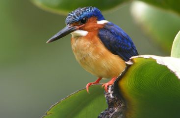 Malagasy_Kingfisher_Antananarivo_Madagascar-730x480 (1)